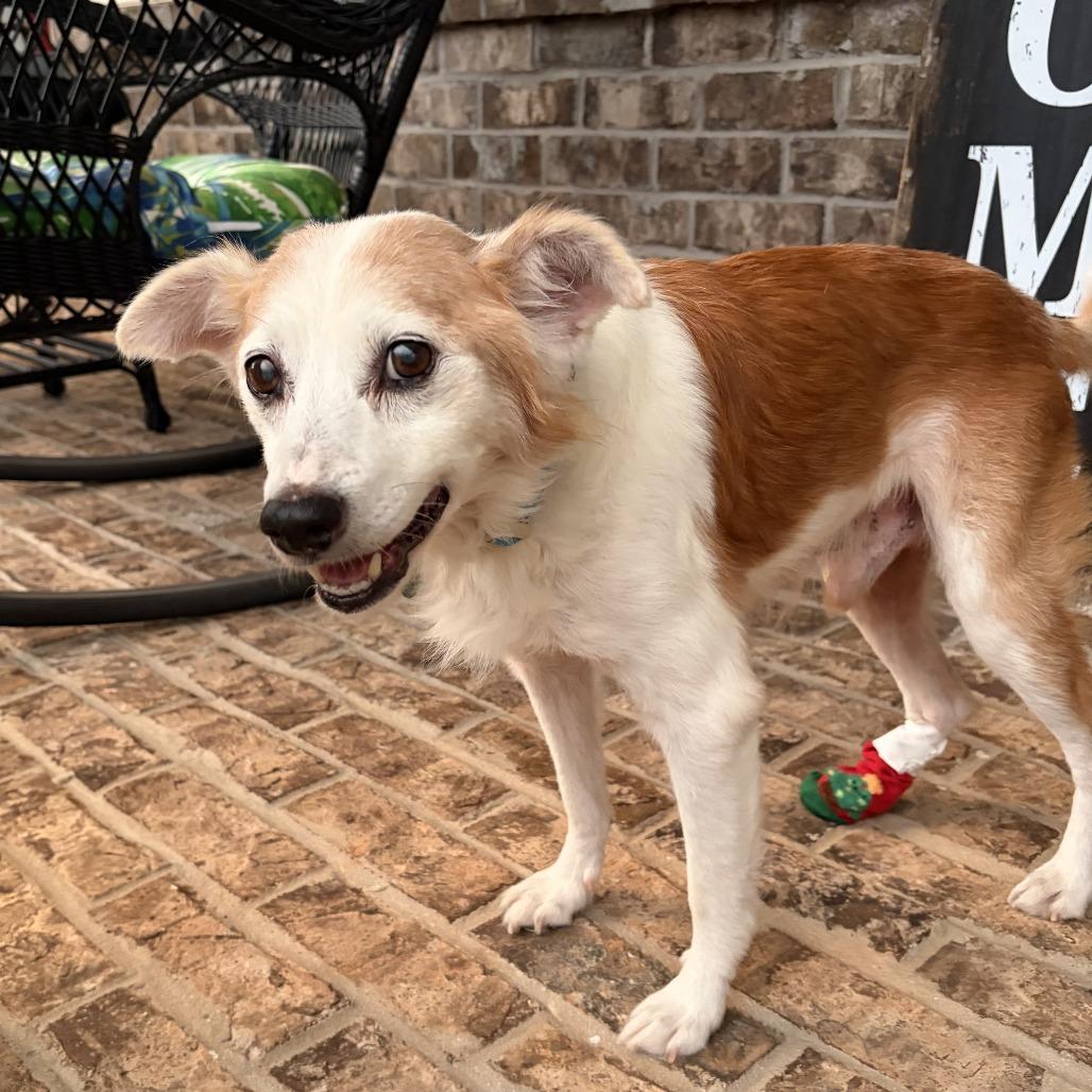Enlarge Rupert, a Adoptable mixed breed in Greensboro, GA image 3/5