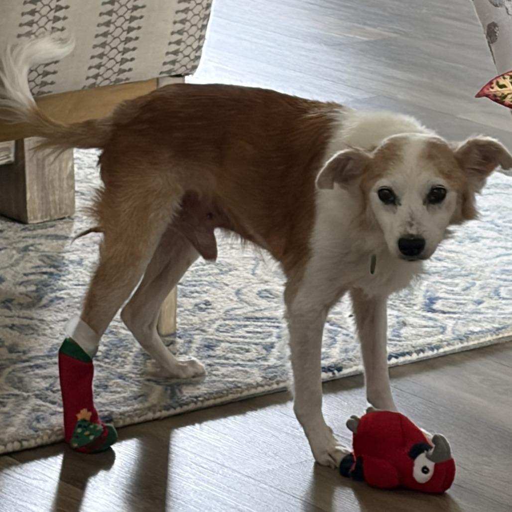 Enlarge Rupert, a Adoptable mixed breed in Greensboro, GA image 5/5