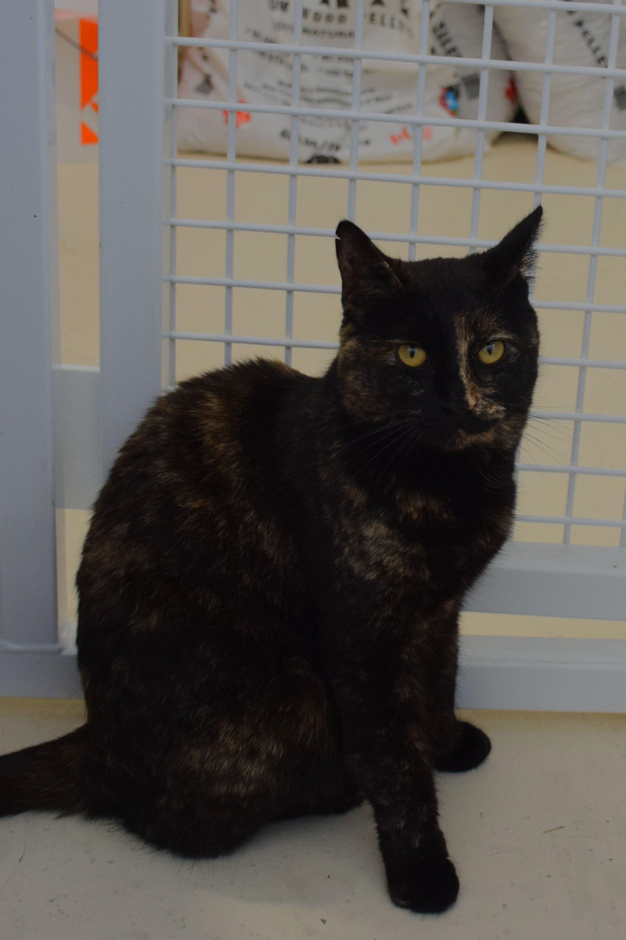 Tori, Adoptable, Young Female Domestic Short Hair.