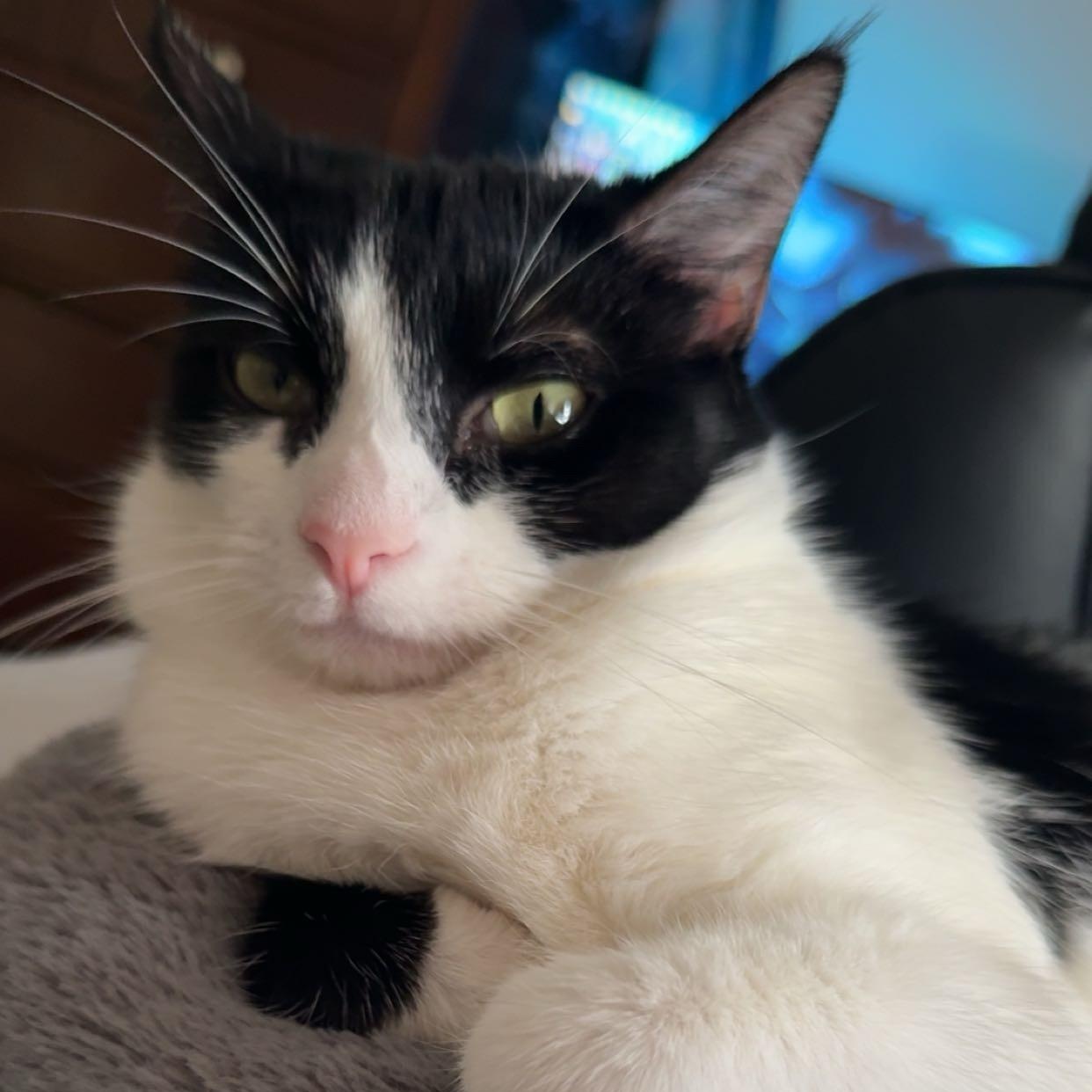 Enlarge Tinker, a Adoptable Domestic Short Hair in Orange, CA image 1/1
