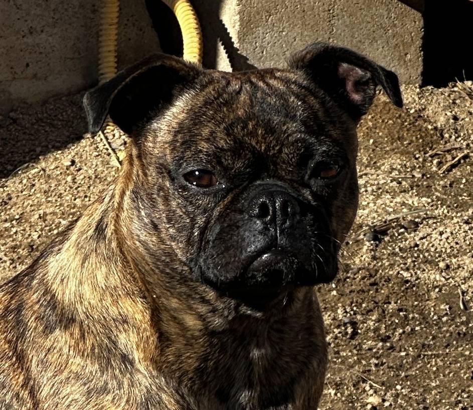 Sasha, ADOPTABLE, Adult Female Pug & French Bulldog.