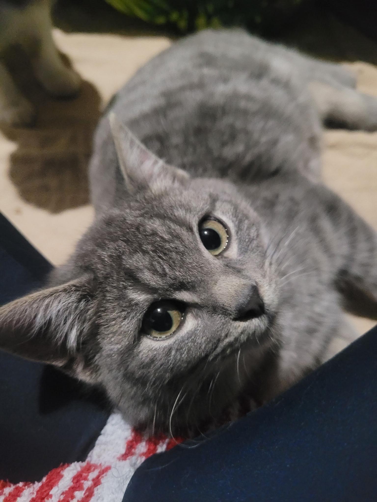Enlarge Pillbug, a Adoptable mixed breed in Omaha, NE image 3/3