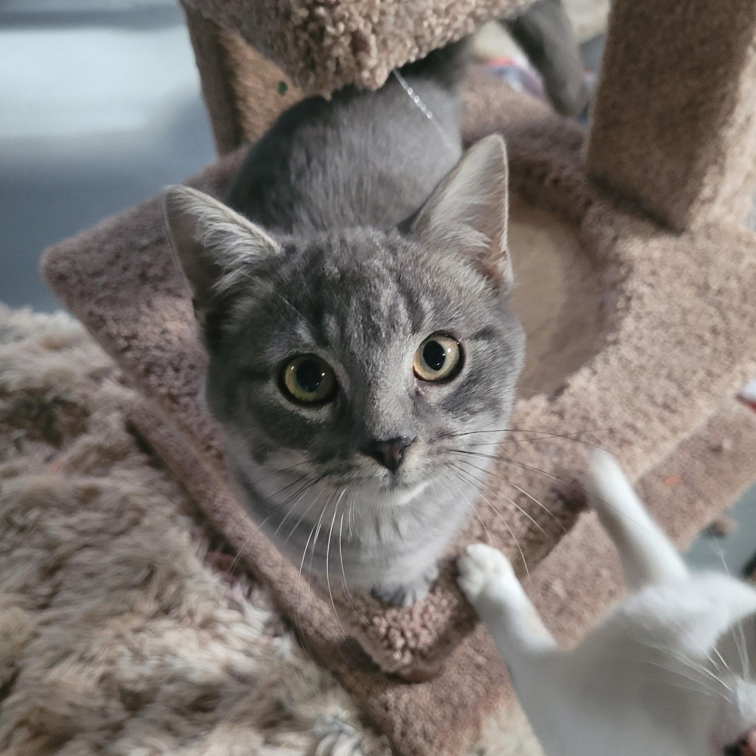 Pillbug, Adoptable, Kitten Male Domestic Short Hair & Tabby.