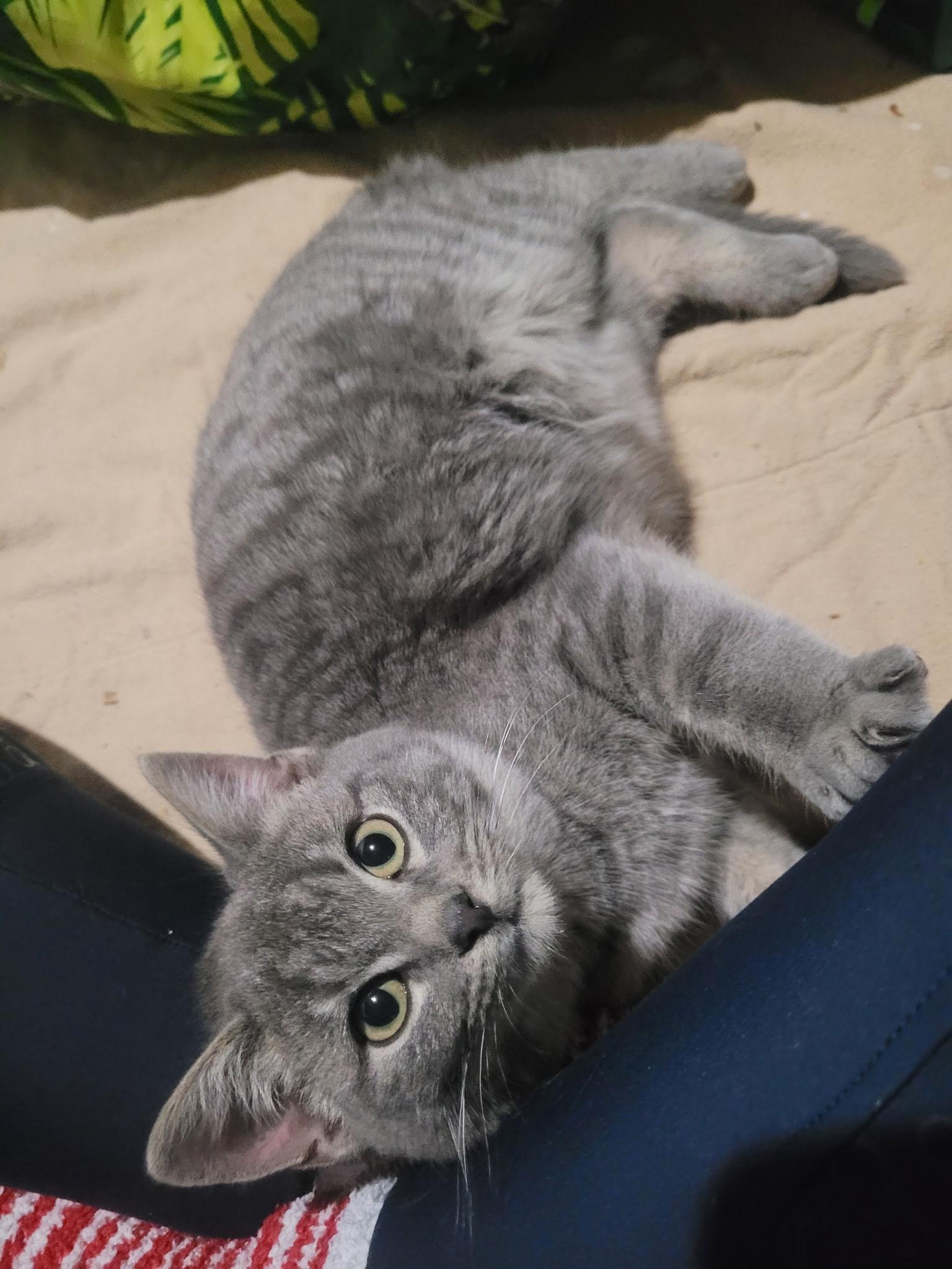 Enlarge Pillbug, a Adoptable mixed breed in Omaha, NE image 2/3