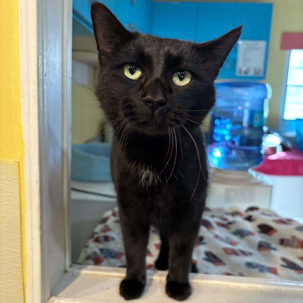 Enlarge Mr. Mysterio, a Adoptable Domestic Short Hair in Carencro, LA image 1/6