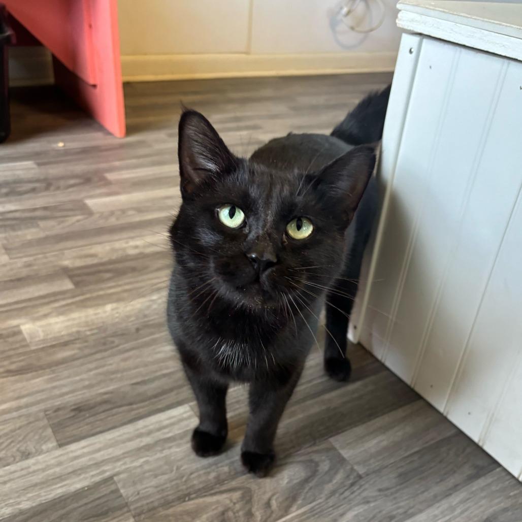 Enlarge Mr. Mysterio, a Adoptable Domestic Short Hair in Carencro, LA image 2/6