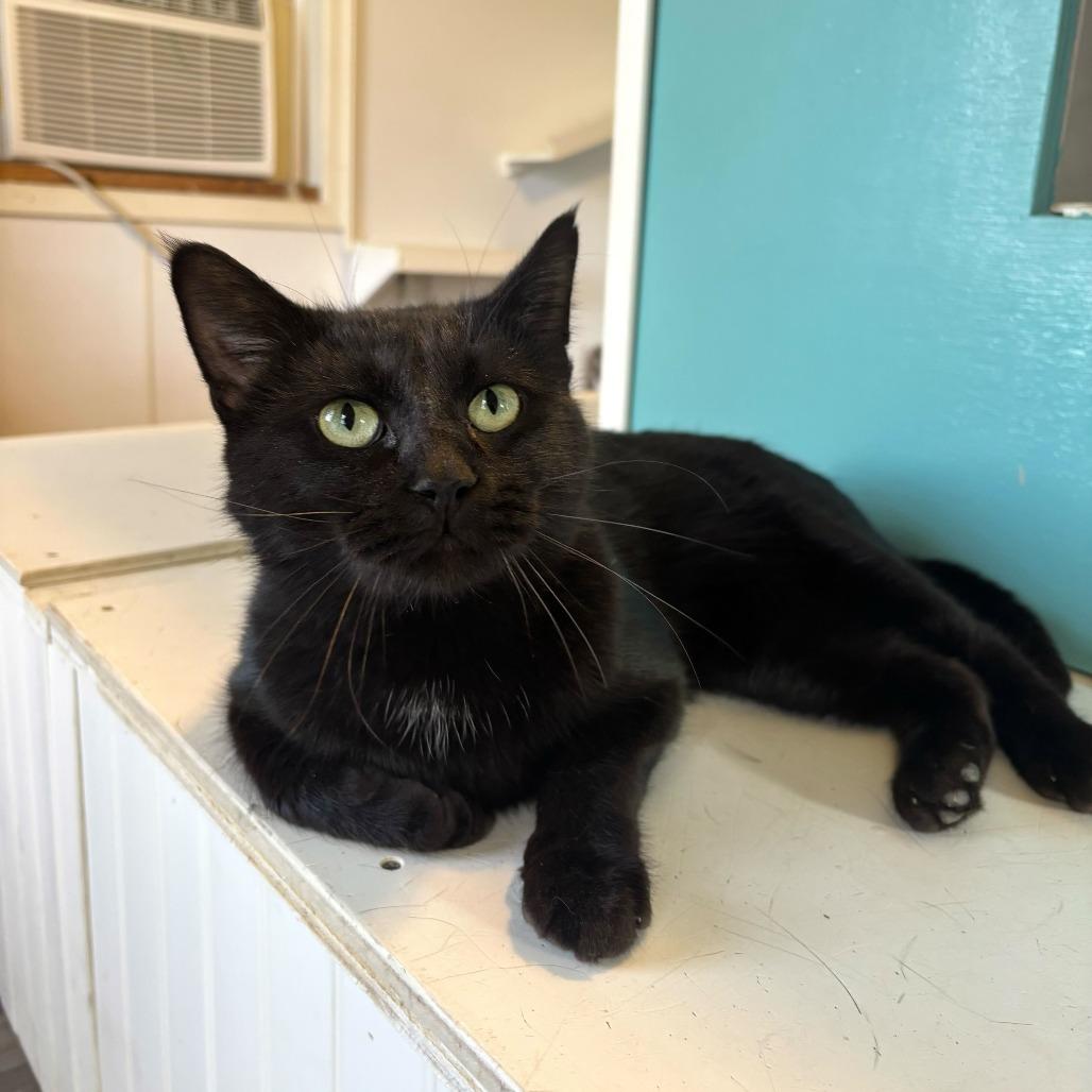 Enlarge Mr. Mysterio, a Adoptable Domestic Short Hair in Carencro, LA image 3/6