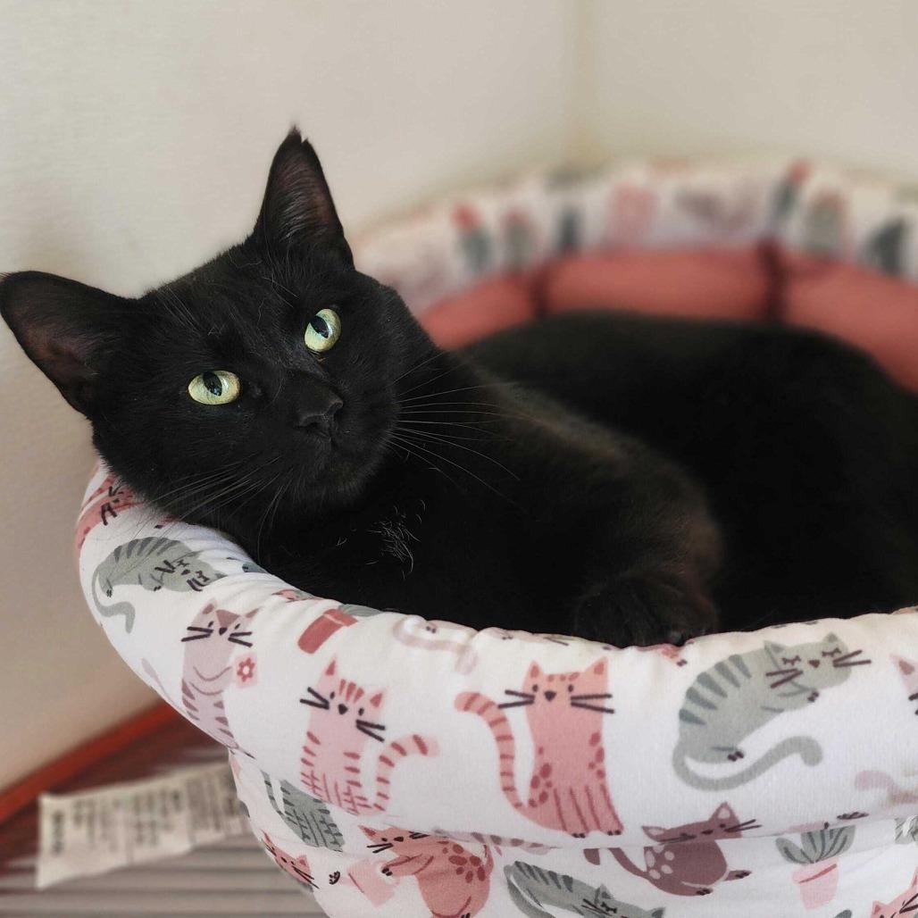 Enlarge Mr. Mysterio, a Adoptable Domestic Short Hair in Carencro, LA image 4/6