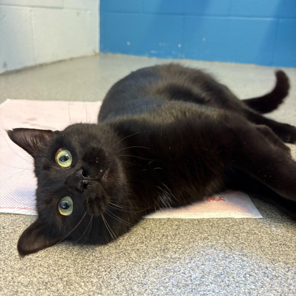 Enlarge Mr. Mysterio, a Adoptable Domestic Short Hair in Carencro, LA image 5/6