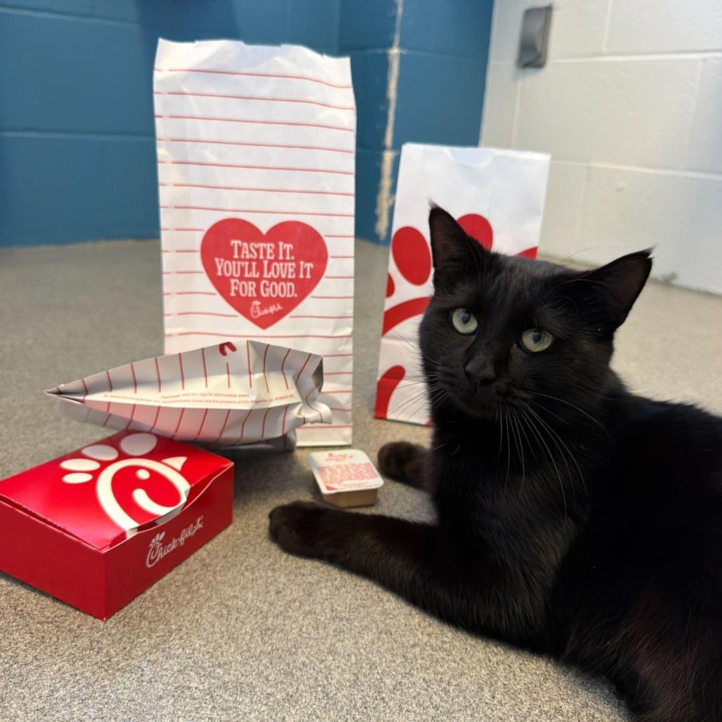 Enlarge Mr. Mysterio, a Adoptable Domestic Short Hair in Carencro, LA image 6/6