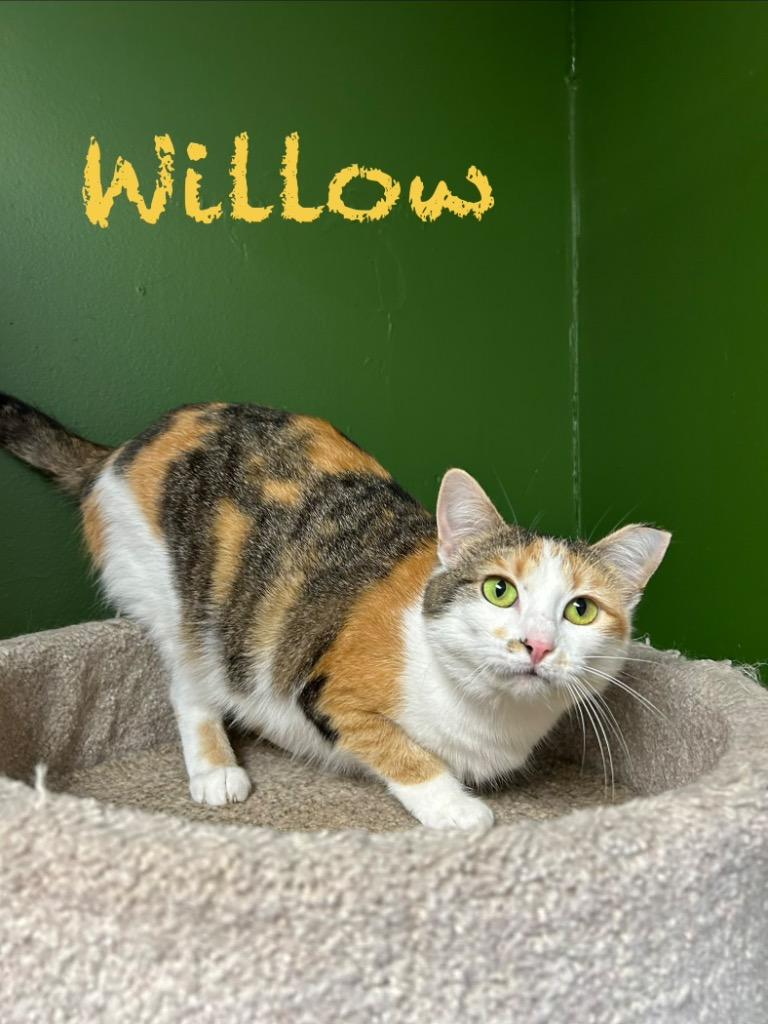 Willow, Adoptable, Young Female Domestic Short Hair.