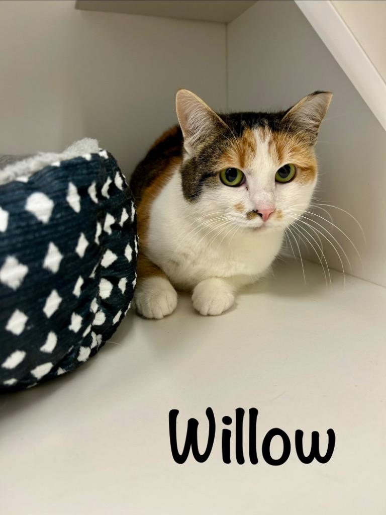 Enlarge Willow, a Adoptable mixed breed in West Union, OH image 2/4