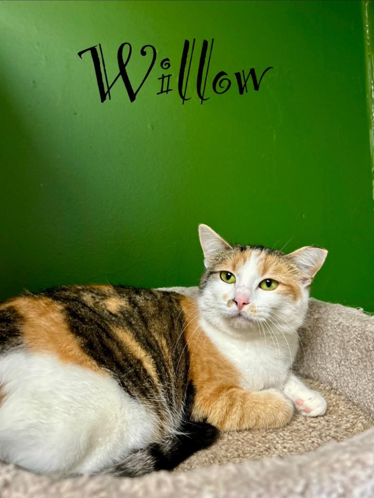 Enlarge Willow, a Adoptable mixed breed in West Union, OH image 4/4