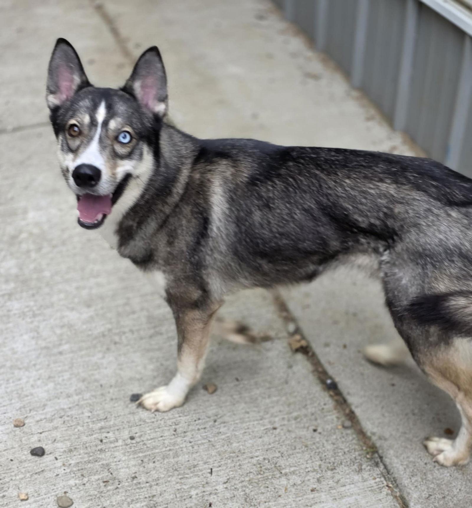 Raven, a Adoptable Siberian Husky in Woodsfield, OH image 1/3