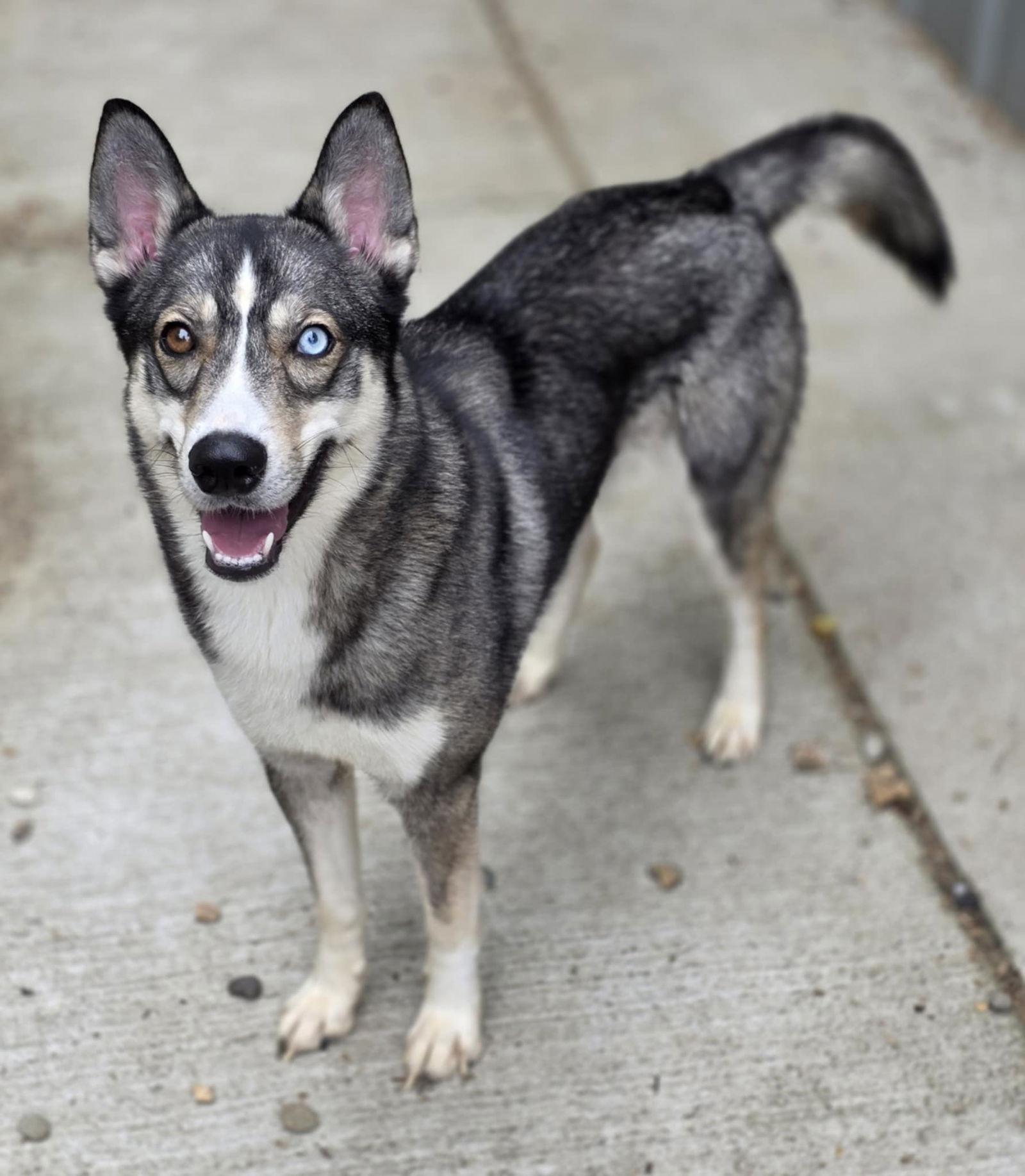Raven, a Adoptable Siberian Husky in Woodsfield, OH image 2/3