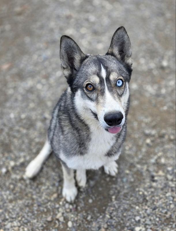 Raven, a Adoptable Siberian Husky in Woodsfield, OH image 3/3