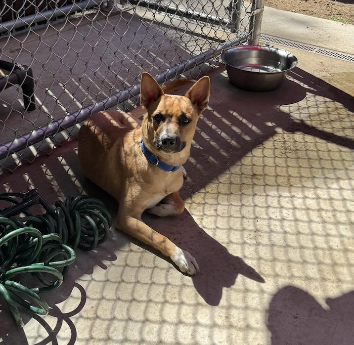 Derby Sherman McDougal, Adoptable, Adult Male Cattle Dog & Terrier.