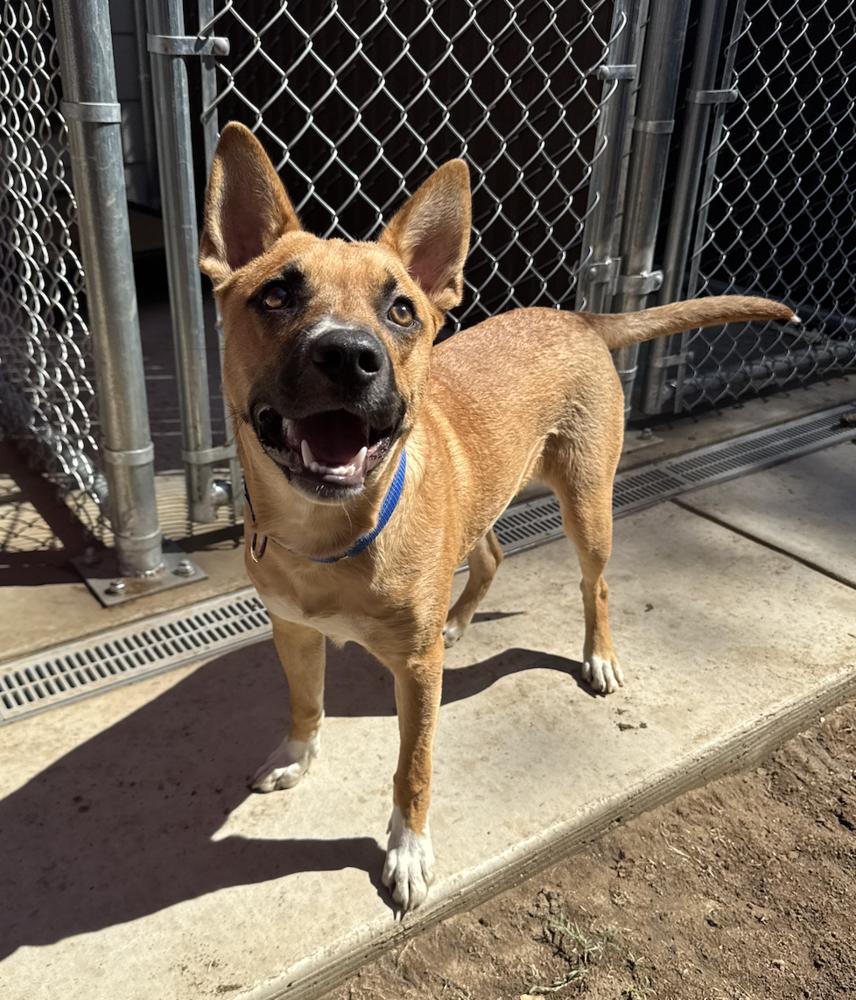 Derby Sherman McDougal, a Adoptable mixed breed in Oakdale, CA image 2/3