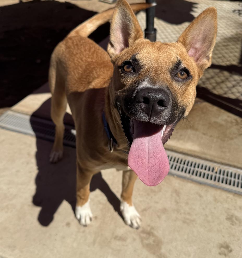 Derby Sherman McDougal, a Adoptable mixed breed in Oakdale, CA image 3/3