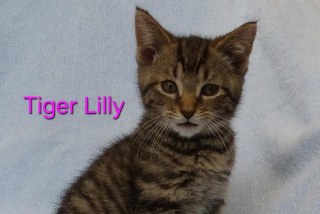 Tiger Lily, Adoptable, Young Female Domestic Short Hair.