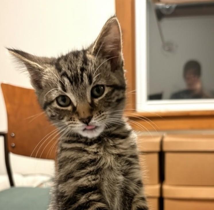 Tiger Lily, a Adoptable Domestic Short Hair in Rochester, NY image 2/2