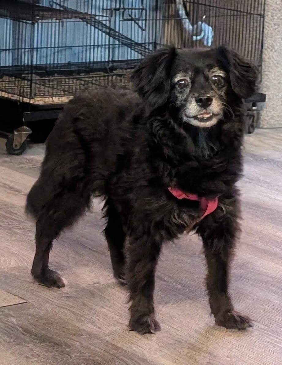 Enlarge Missy, an adopted mixed breed in South Charleston, OH image 2/2