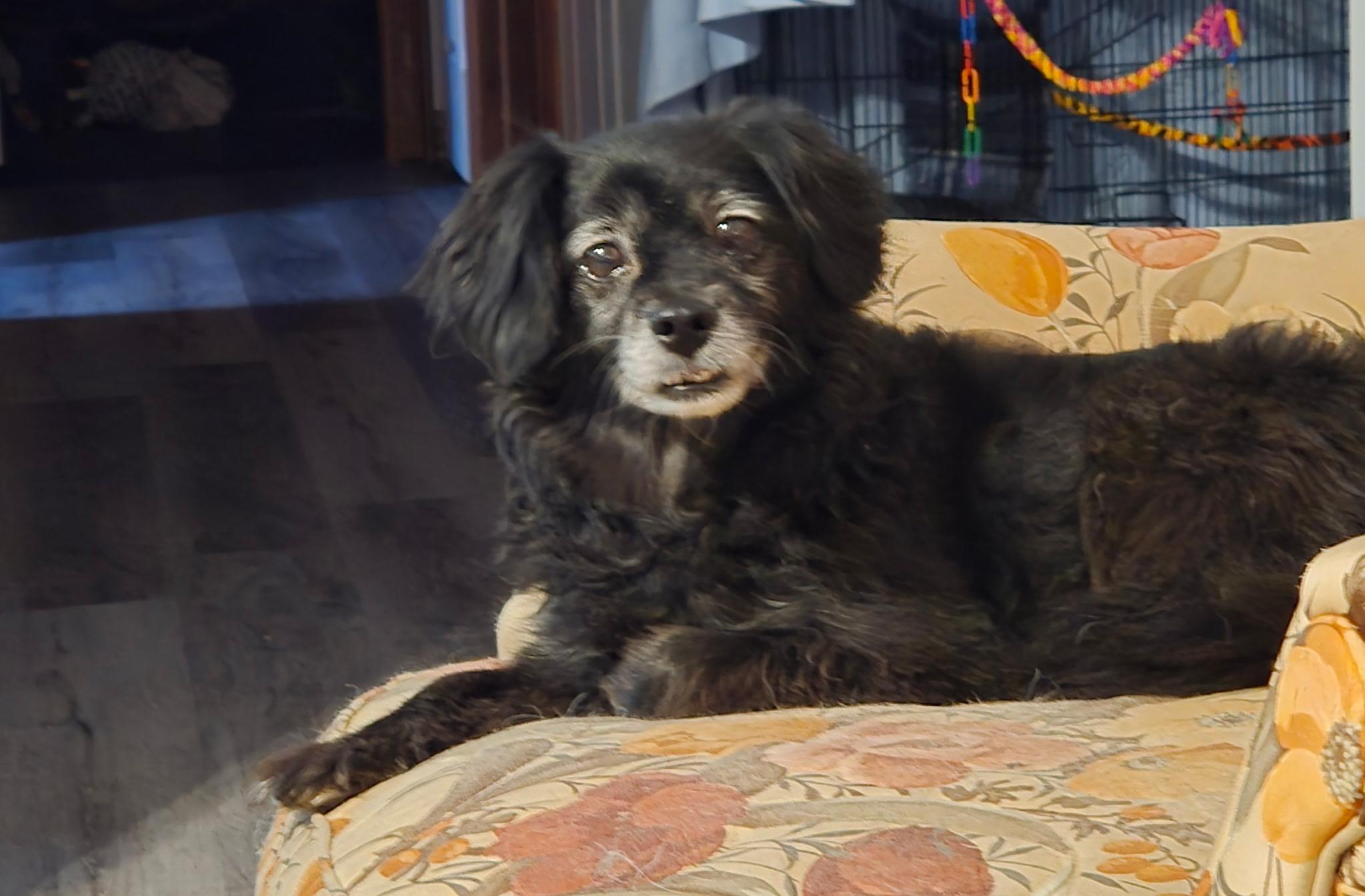 Enlarge Missy, an adopted mixed breed in South Charleston, OH image 1/2