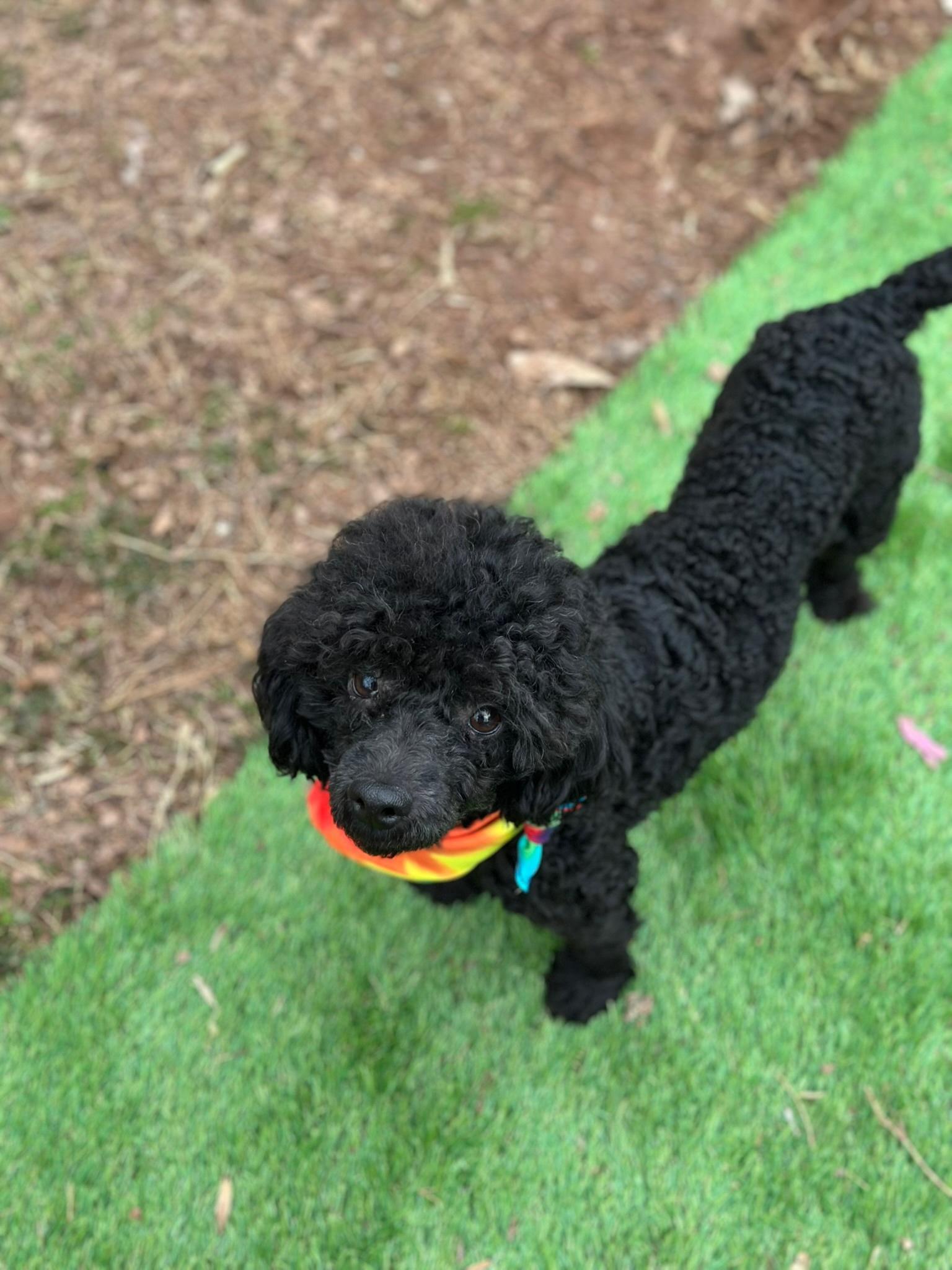 Enlarge Blue, a ADOPTABLE Miniature Poodle in Atlanta, GA image 1/4