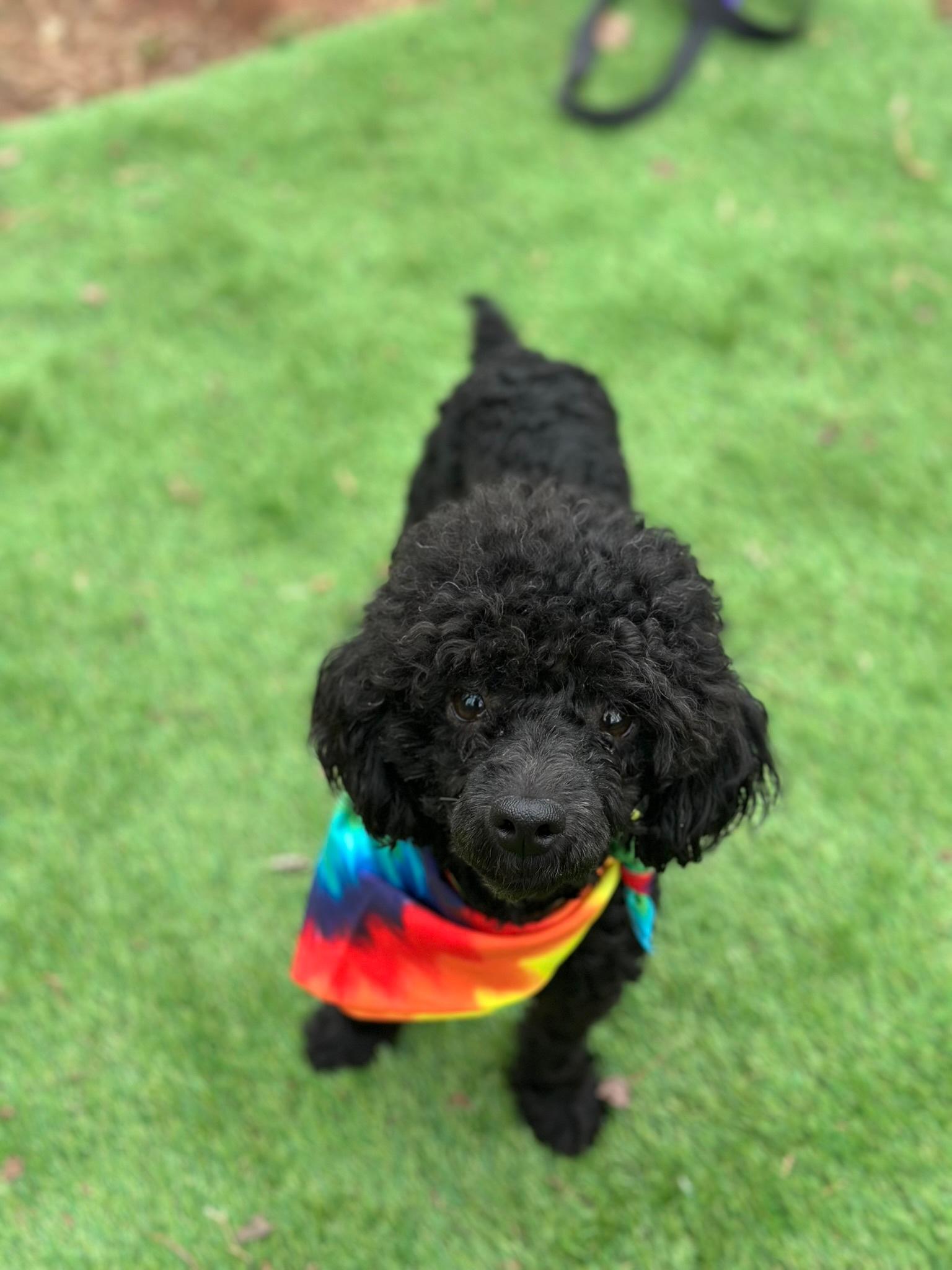Enlarge Blue, a ADOPTABLE Miniature Poodle in Atlanta, GA image 2/4