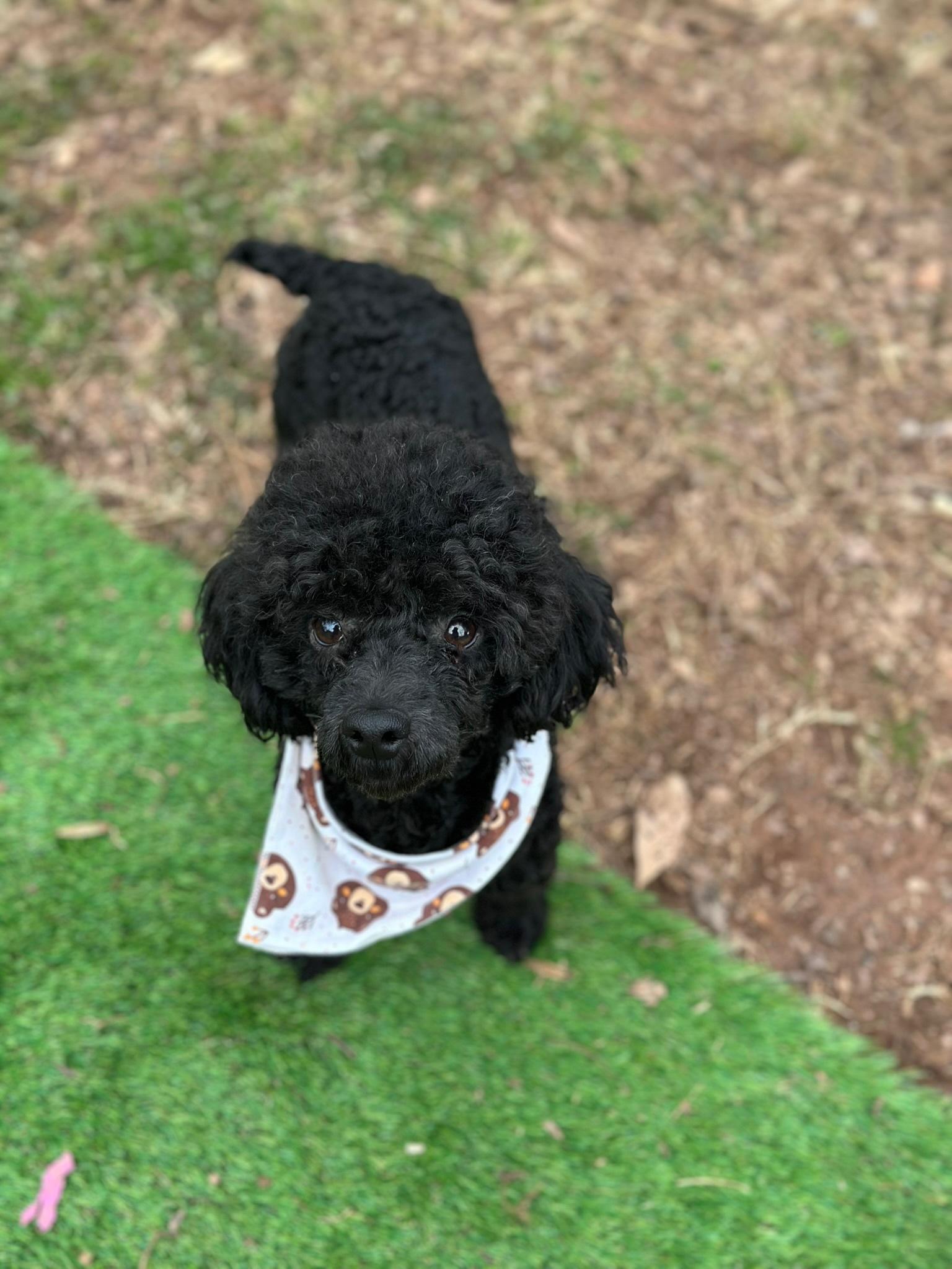 Enlarge Blue, a ADOPTABLE Miniature Poodle in Atlanta, GA image 3/4