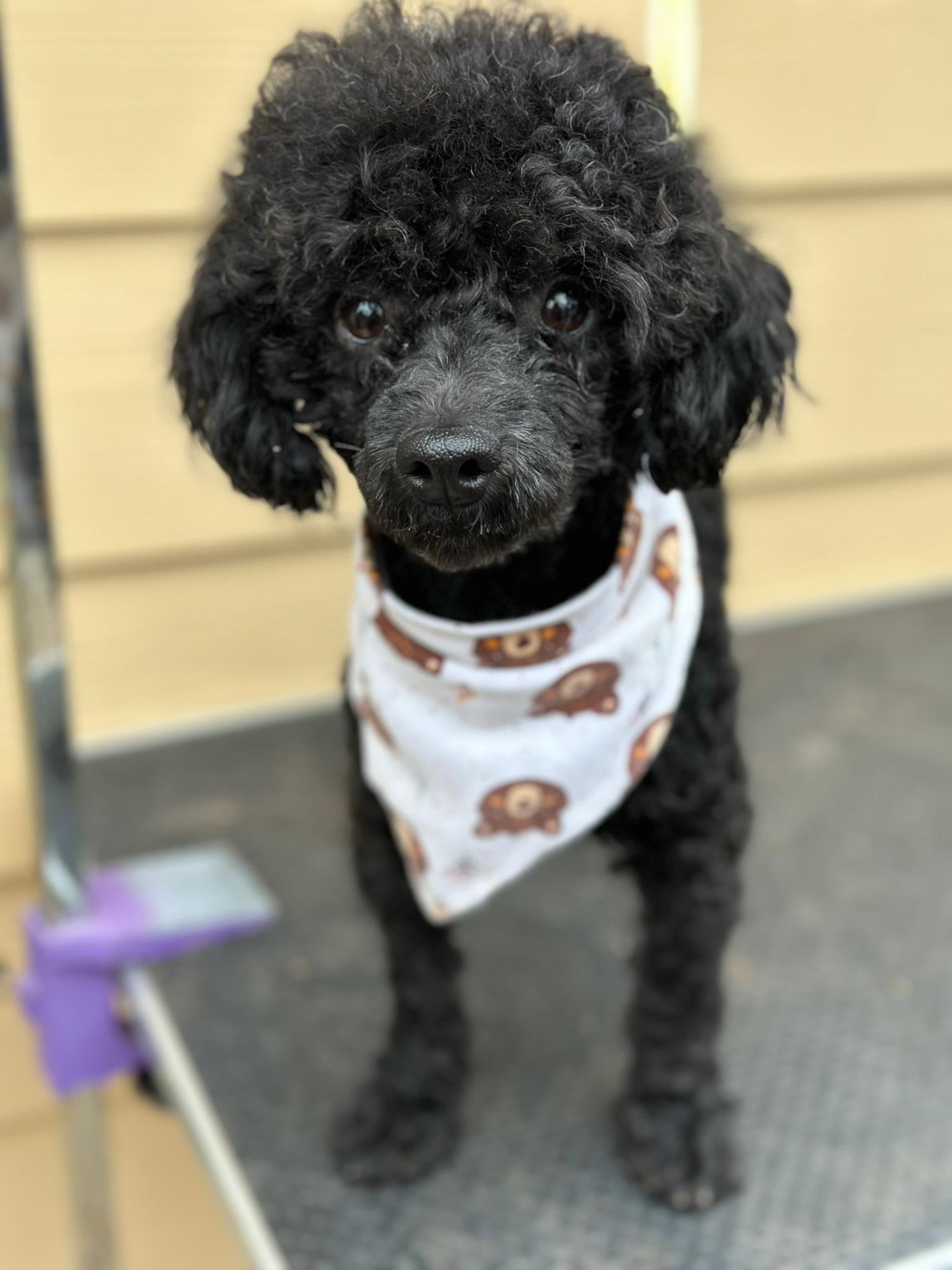 Enlarge Blue, a ADOPTABLE Miniature Poodle in Atlanta, GA image 4/4