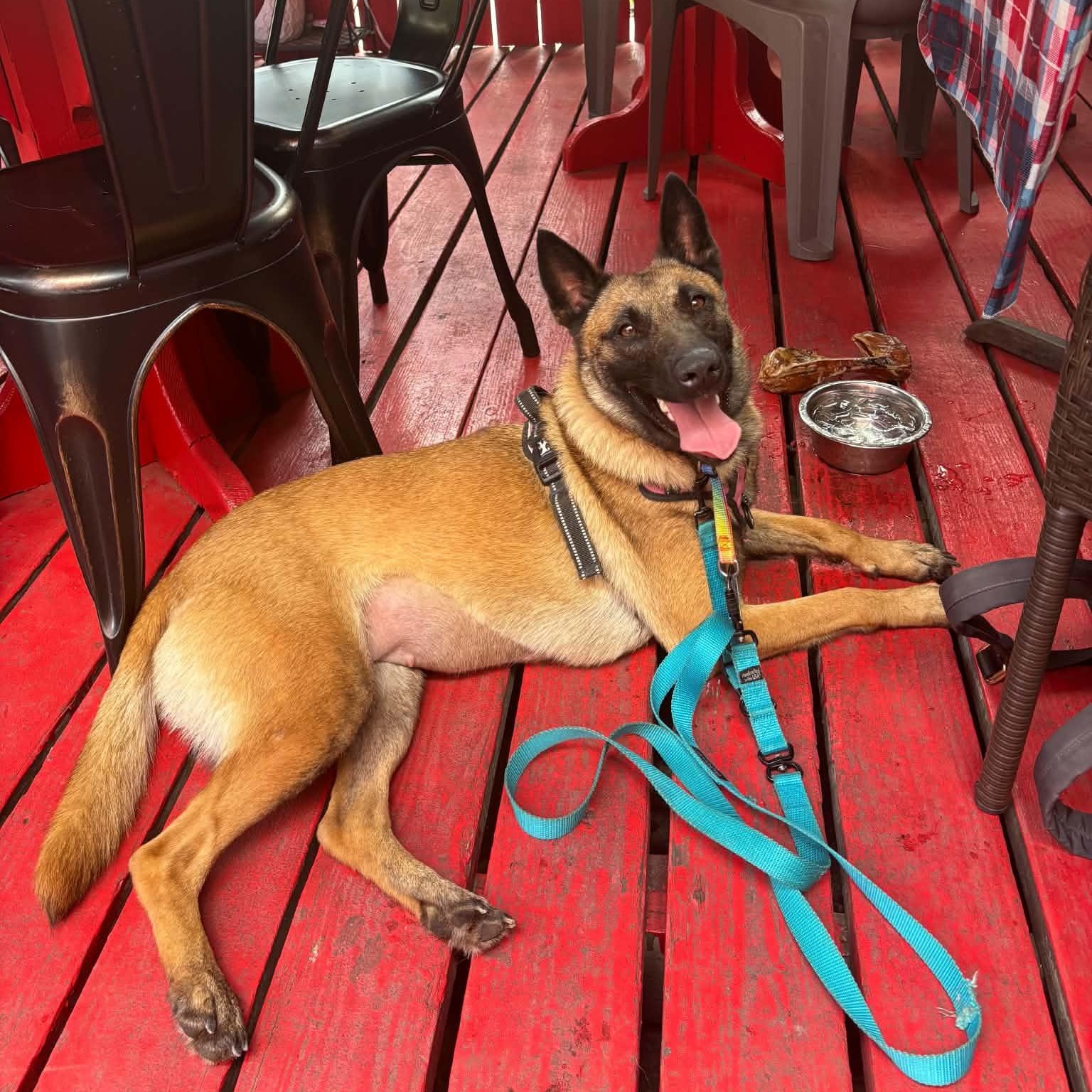 Enlarge Kensy, a Adoptable mixed breed in Grand Rapids, MI image 3/4