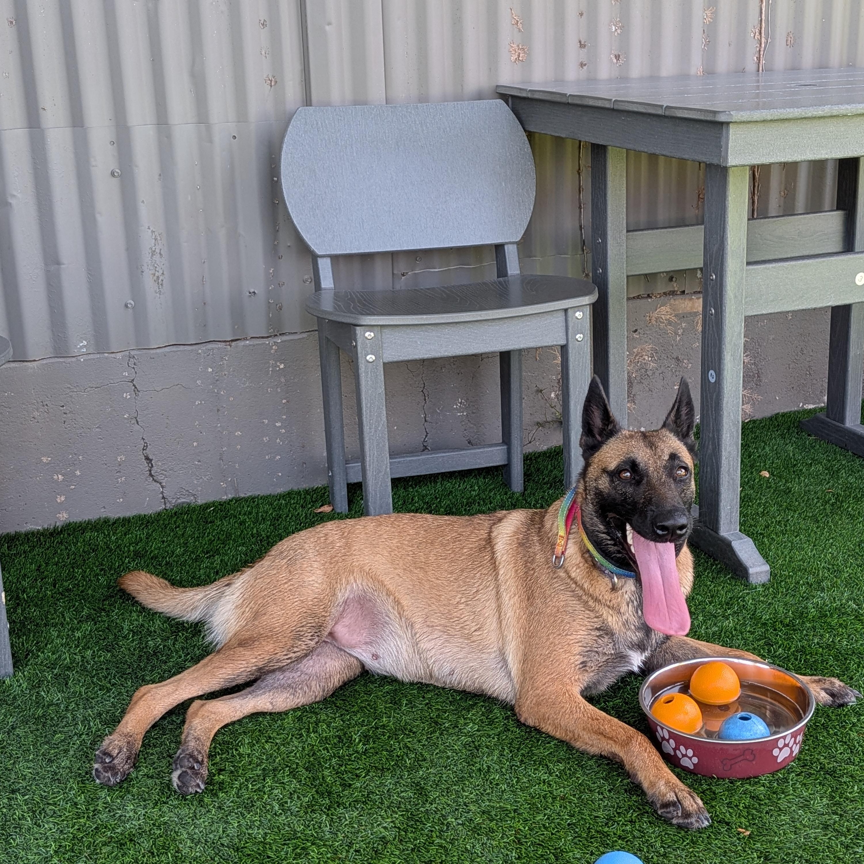 Enlarge Kensy, a Adoptable mixed breed in Grand Rapids, MI image 4/4