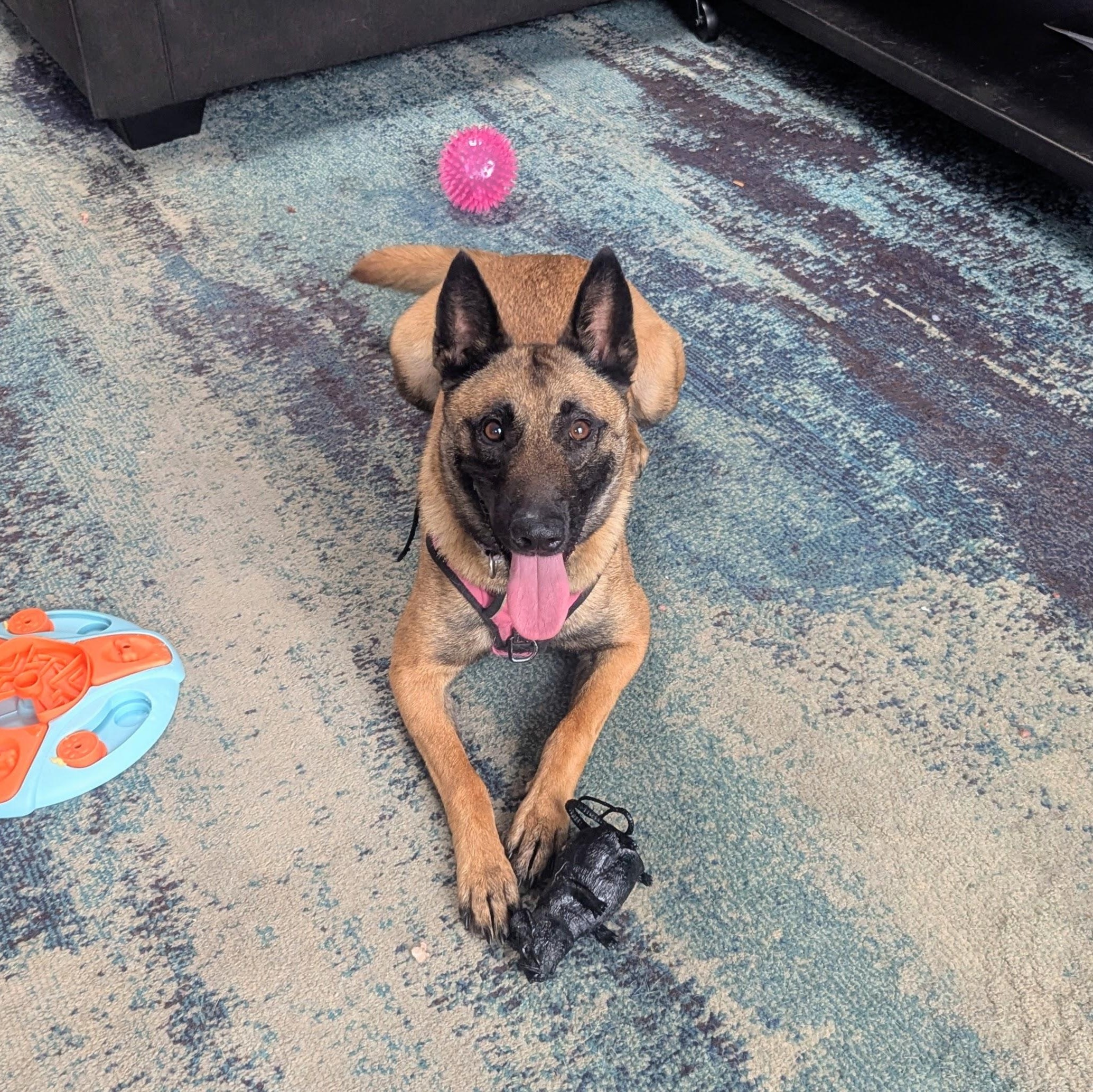 Kensy, Adoptable, Young Female Belgian Shepherd / Malinois.