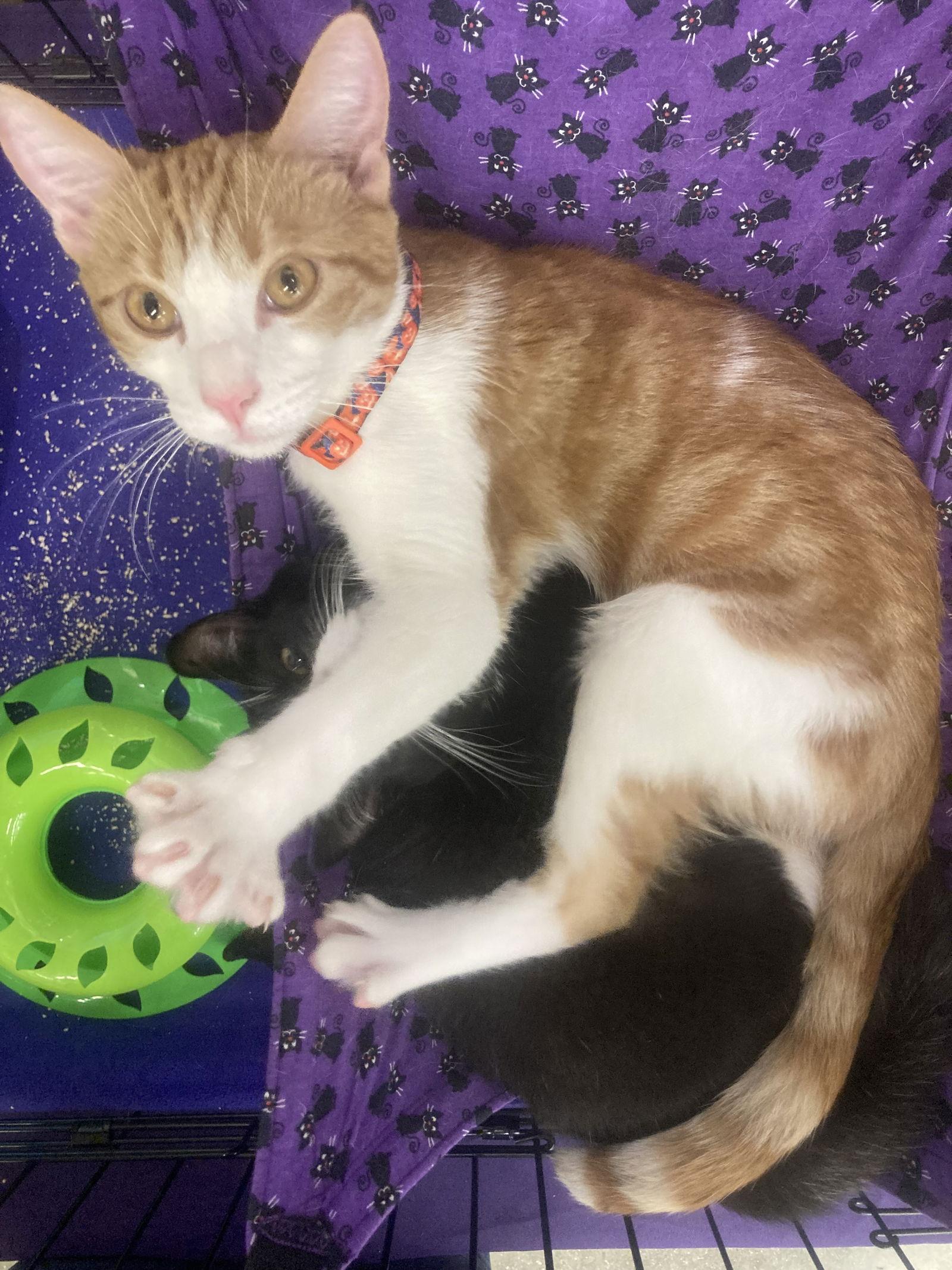 Peanut and Socks, Adoptable, Young Male Domestic Short Hair.