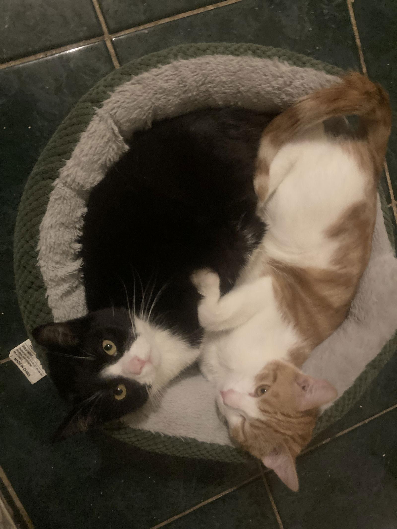 Enlarge Peanut and Socks, a Adoptable Domestic Short Hair in Los Alamitos, CA image 2/2