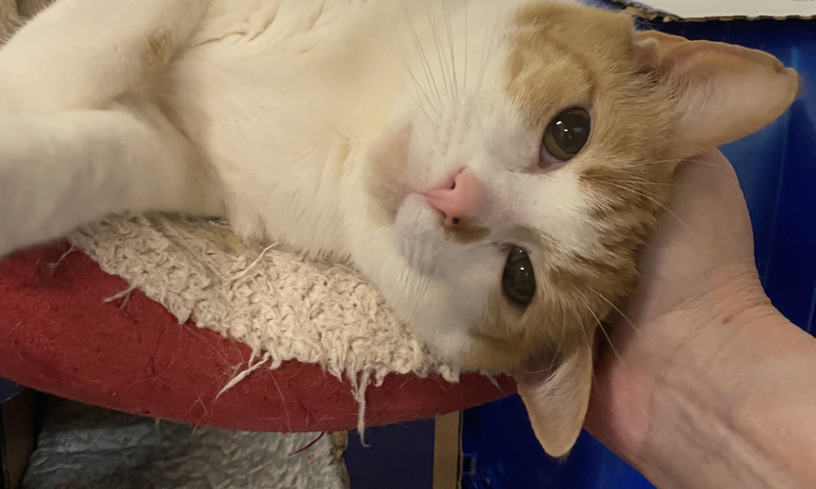 Enlarge Teal, a Adoptable Domestic Short Hair in Pickerington, OH image 1/3