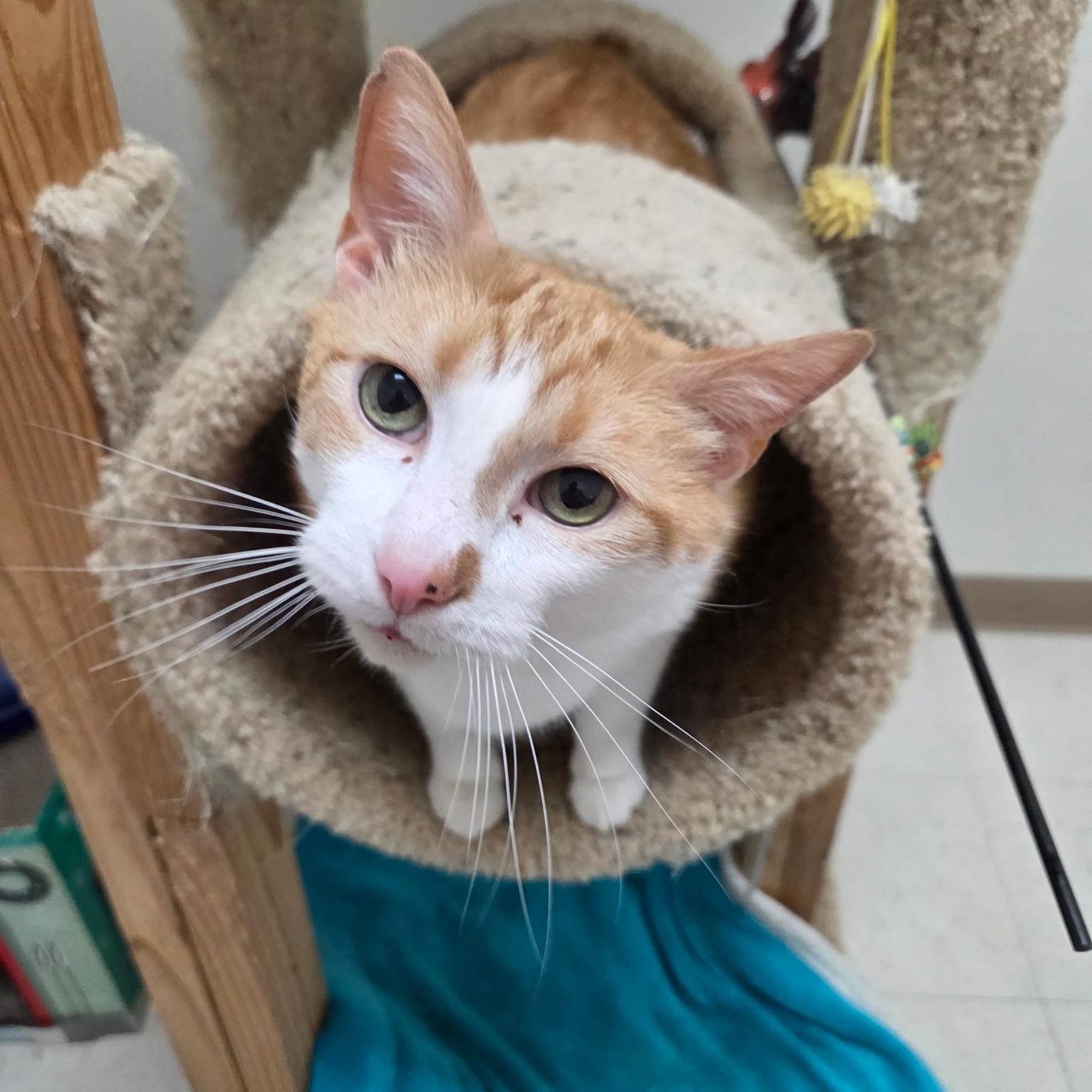 Enlarge Teal, a Adoptable Domestic Short Hair in Pickerington, OH image 2/3