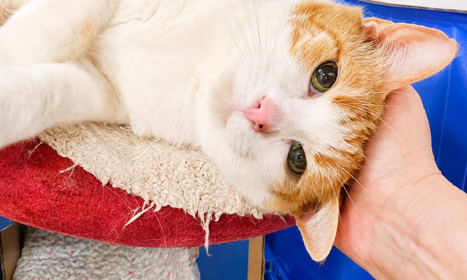 Teal, a Adoptable Domestic Short Hair in Pickerington, OH image 1/4