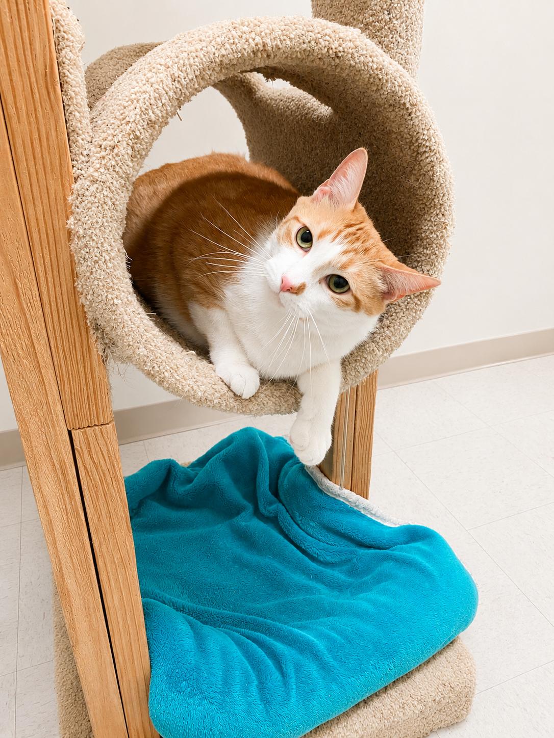 Teal, a Adoptable Domestic Short Hair in Pickerington, OH image 2/4