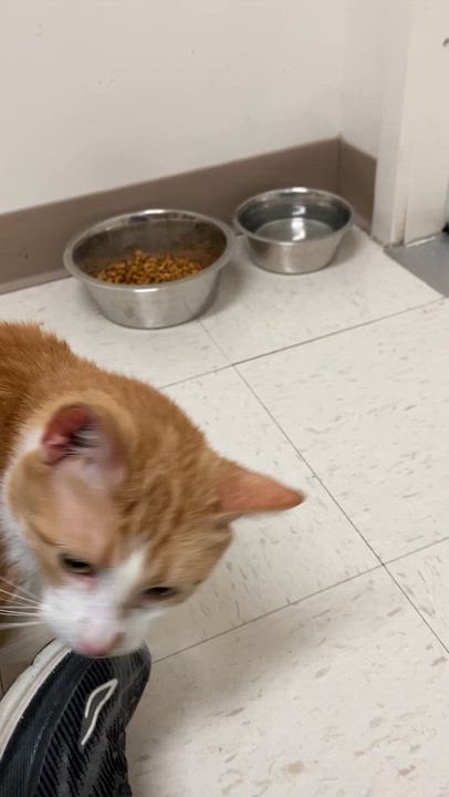 Enlarge Teal, a Adoptable Domestic Short Hair in Pickerington, OH video 3/3