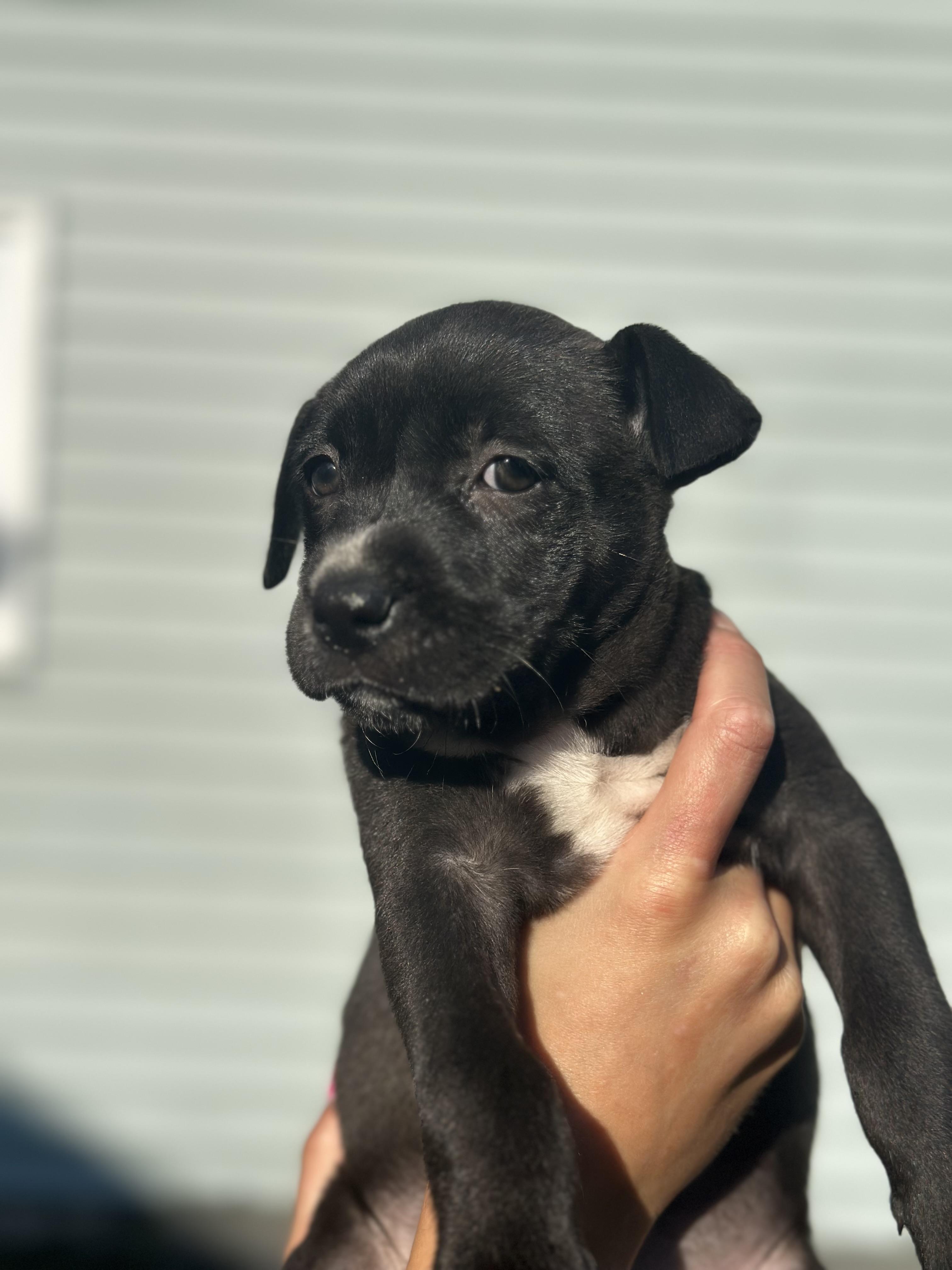 Max