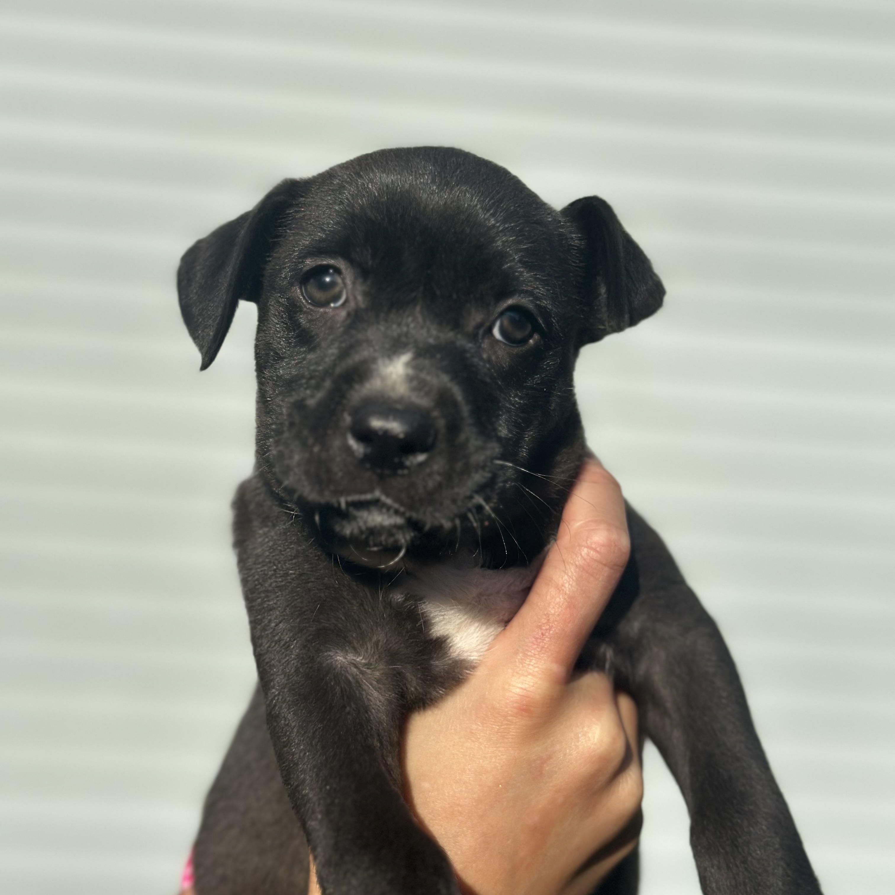 Max