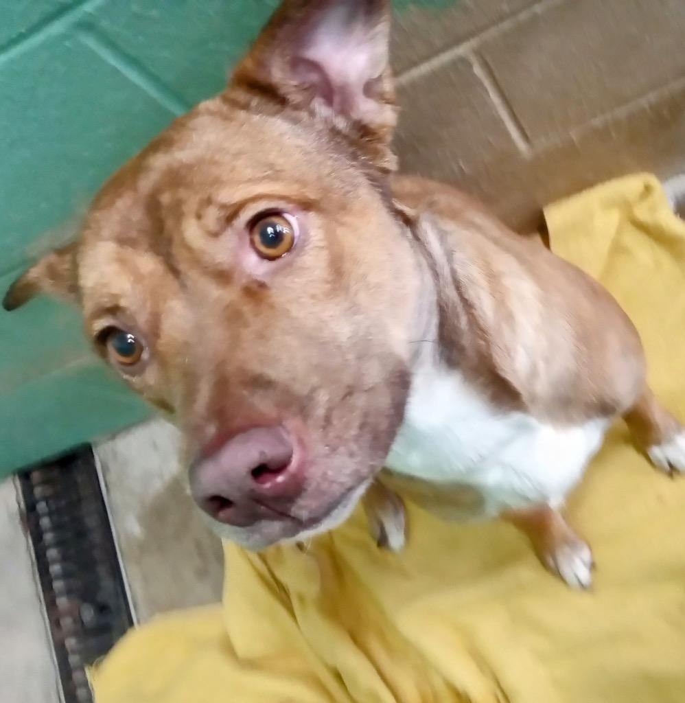 Enlarge Muffin, a Adoptable Mixed Breed in Beebe, AR image 1/1