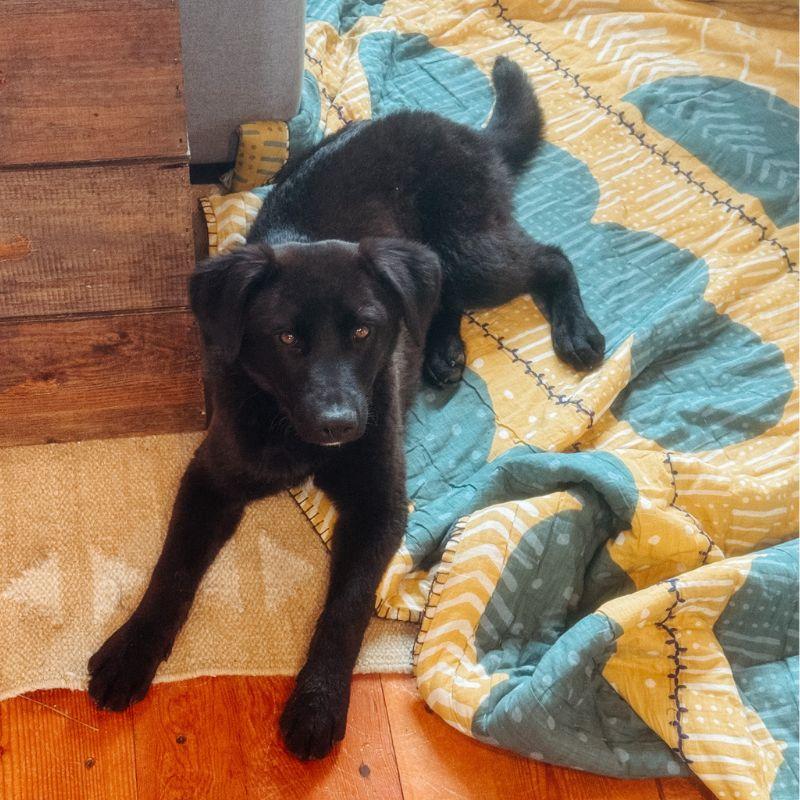 Sarah, ADOPTABLE, Young Female Mixed Breed.