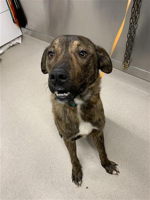 Enlarge GRIZZLY, a Adoptable mixed breed in Fairbanks, AK image 1/1