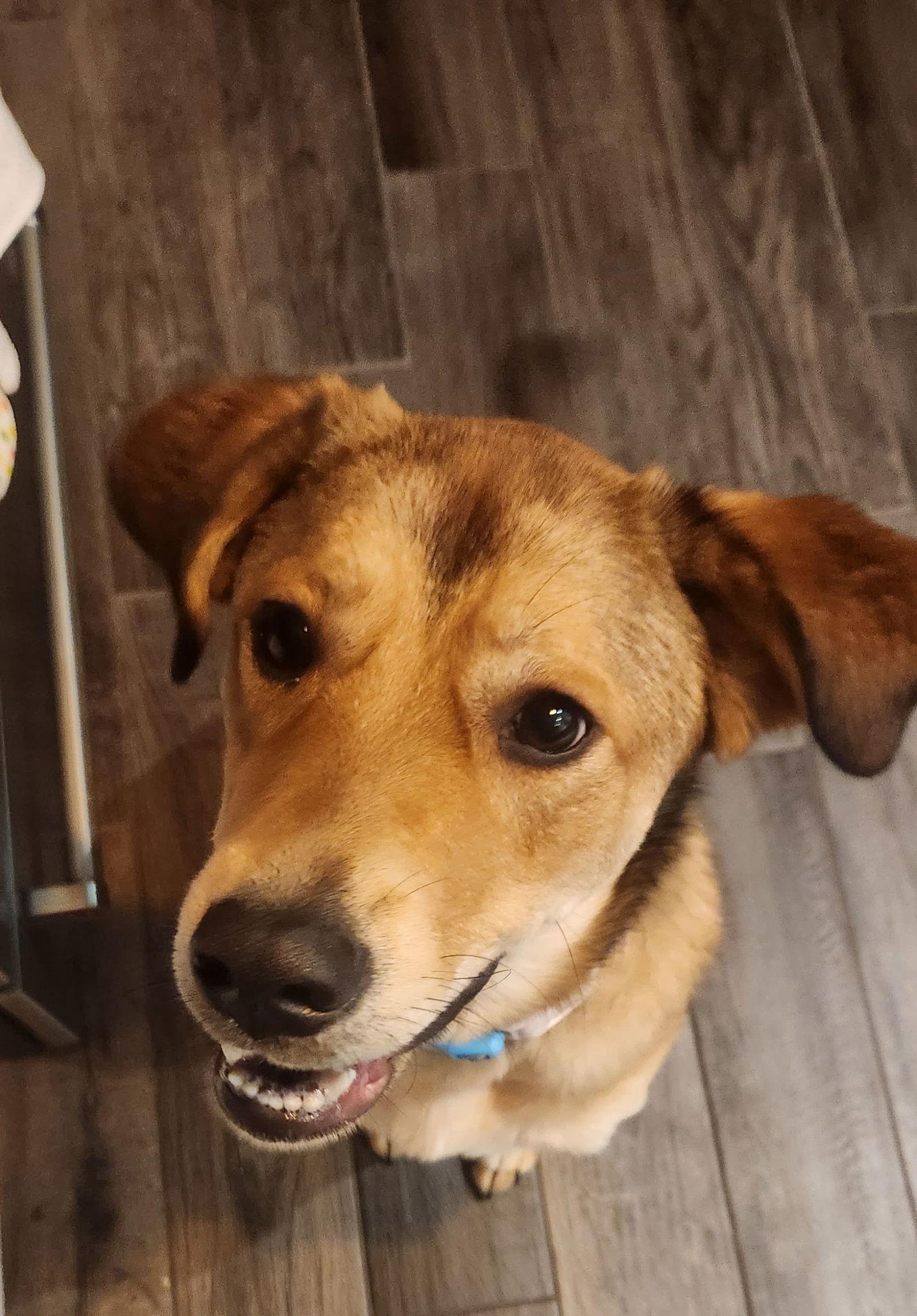 Enlarge Eevee, a Adoptable mixed breed in McKinney, TX image 1/3