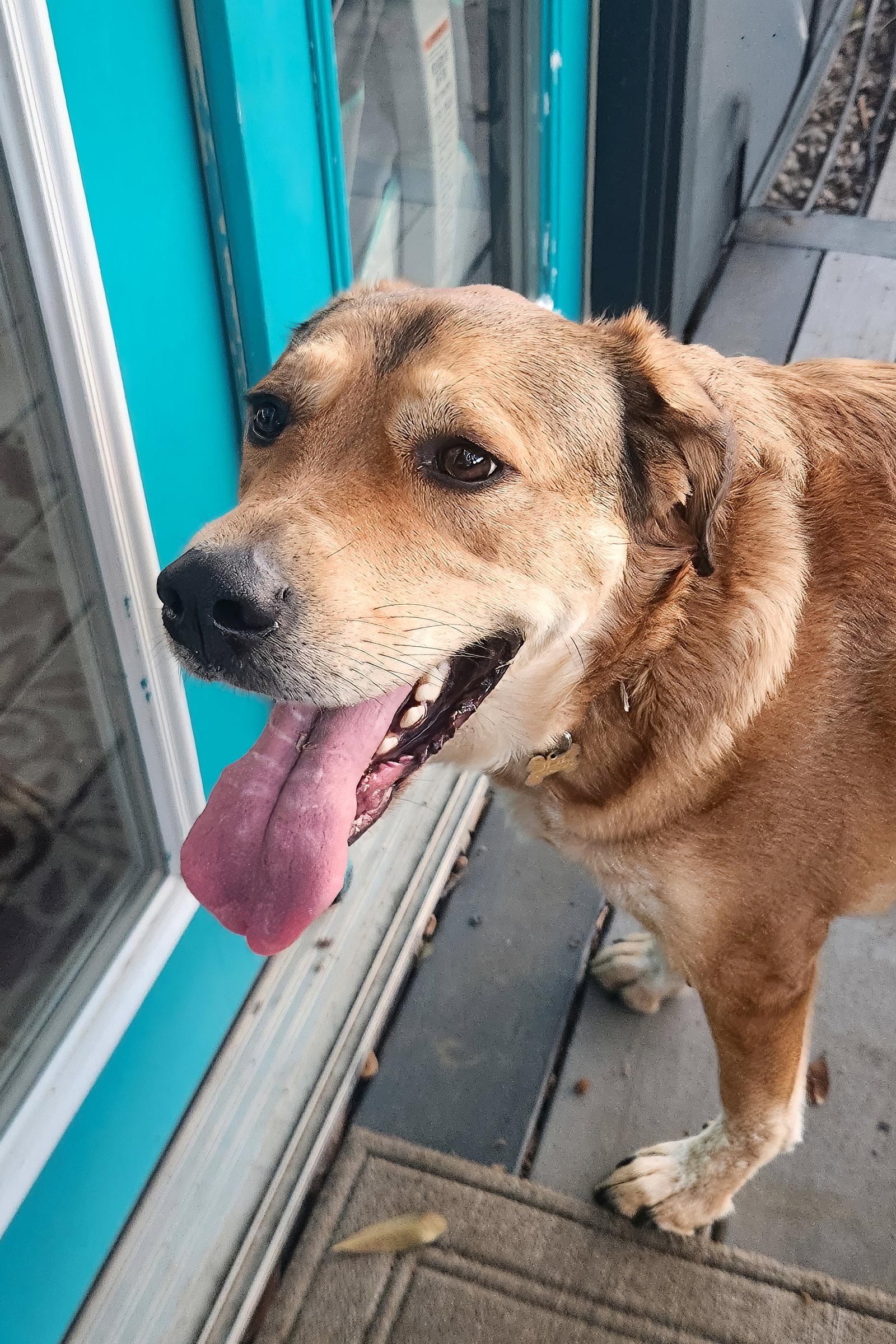 Eevee, Adoptable, Adult Female Labrador Retriever & Australian Shepherd.