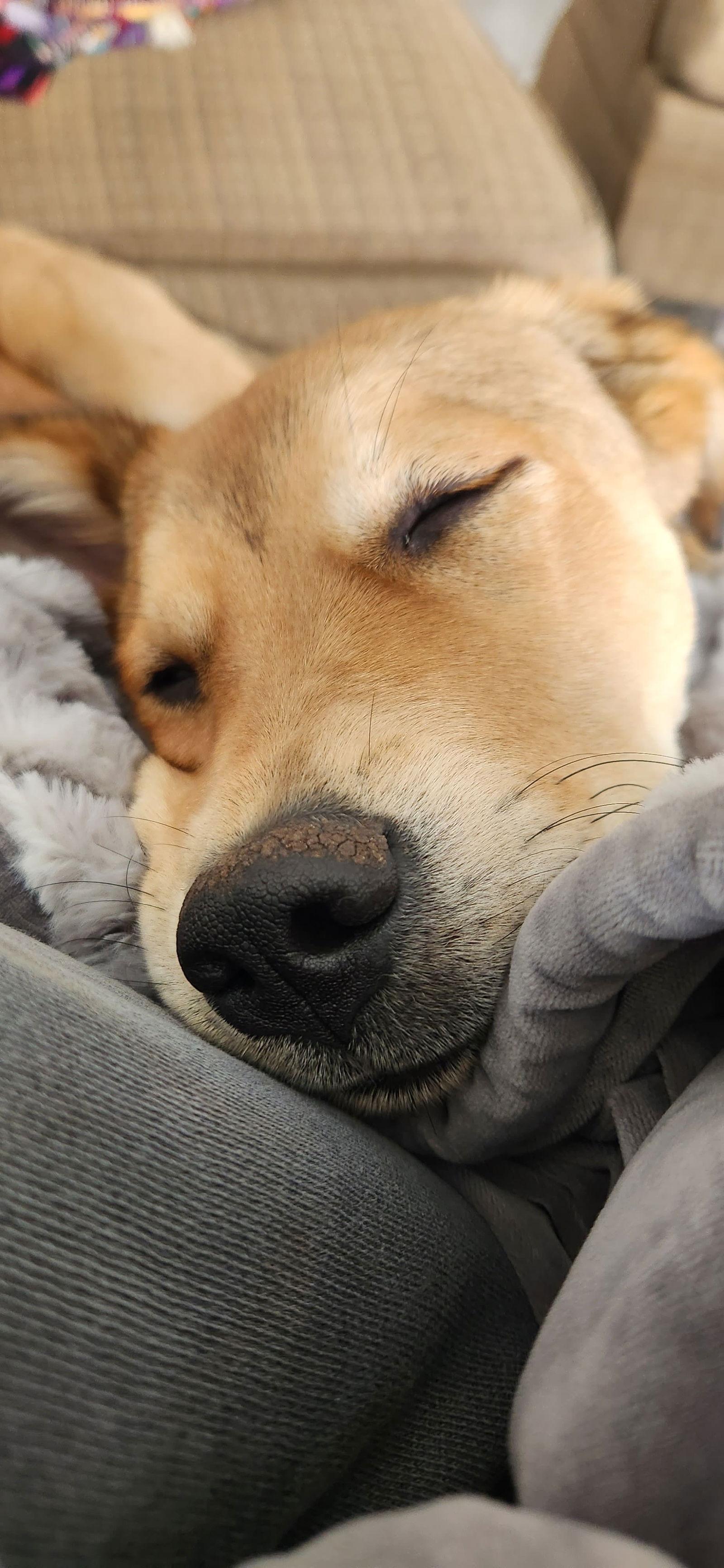 Enlarge Eevee, a Adoptable mixed breed in McKinney, TX image 2/3