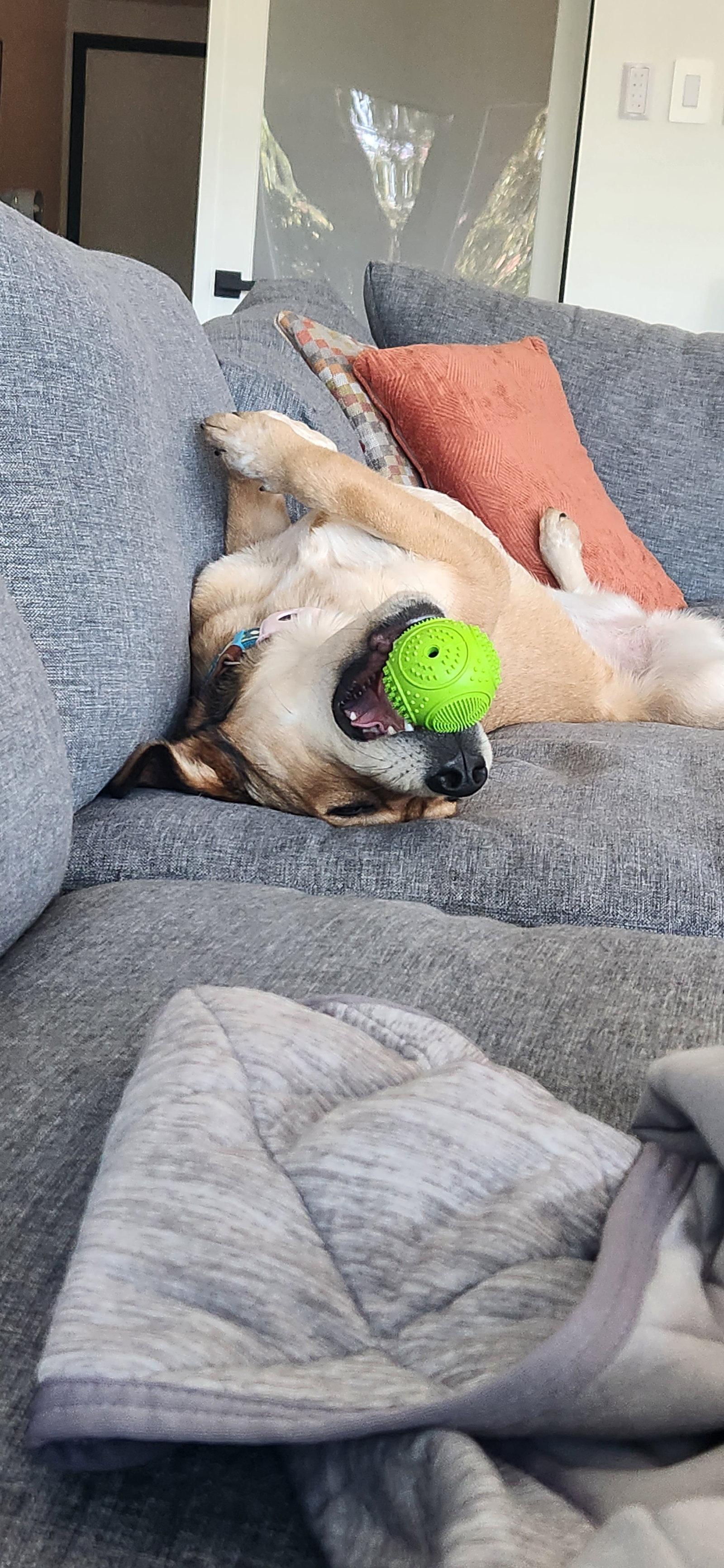 Eevee, Adoptable, Adult Female Labrador Retriever & Australian Shepherd.